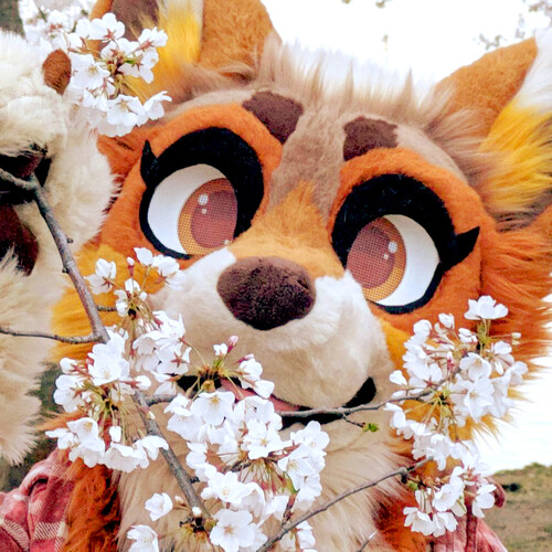 Rixie Coyote